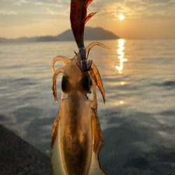 イカよりカマスが成長中！！